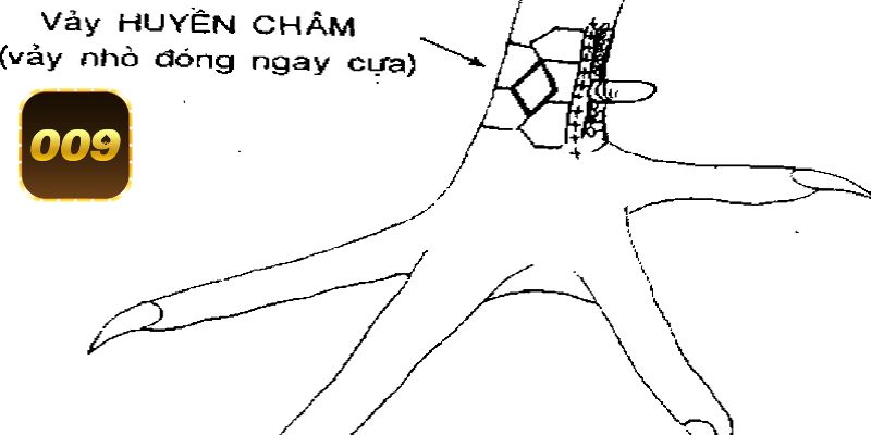 Vảy gà Huyền Trâm ngang cựa là dấu hiệu chiến kê có năng lực xuất sắc 