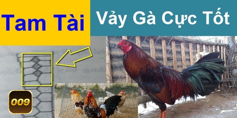 Thông tin giới thiệu liên quan về vảy gà tam tài