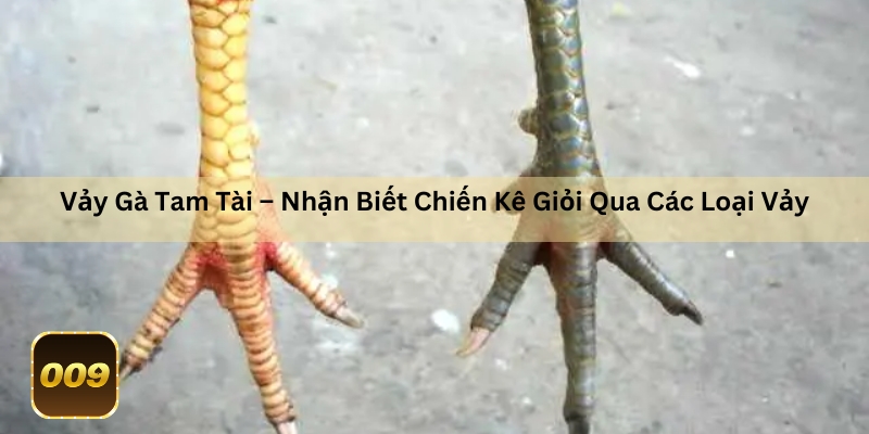 vảy gà tam tài